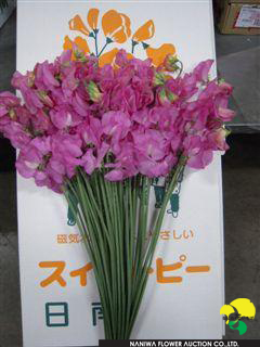 Lathyrus odoratus Francois.jpg